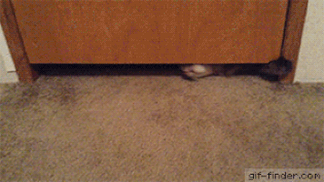 кот под дверью пролезает